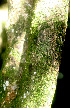  ( - BioBot01240)  @11 [ ] CreativeCommons - Attribution Non-Commercial Share-Alike (2010) Daniel H. Janzen Guanacaste Dry Forest Conservation Fund