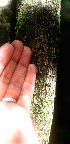  ( - BioBot01240)  @11 [ ] CreativeCommons - Attribution Non-Commercial Share-Alike (2010) Daniel H. Janzen Guanacaste Dry Forest Conservation Fund