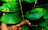  ( - BioBot01240)  @11 [ ] CreativeCommons - Attribution Non-Commercial Share-Alike (2010) Daniel H. Janzen Guanacaste Dry Forest Conservation Fund