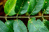  ( - BioBot01240)  @11 [ ] CreativeCommons - Attribution Non-Commercial Share-Alike (2010) Daniel H. Janzen Guanacaste Dry Forest Conservation Fund