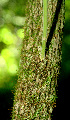  ( - BioBot01241)  @11 [ ] CreativeCommons - Attribution Non-Commercial Share-Alike (2010) Daniel H. Janzen Guanacaste Dry Forest Conservation Fund