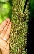  ( - BioBot01241)  @11 [ ] CreativeCommons - Attribution Non-Commercial Share-Alike (2010) Daniel H. Janzen Guanacaste Dry Forest Conservation Fund