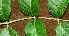  ( - BioBot01241)  @11 [ ] CreativeCommons - Attribution Non-Commercial Share-Alike (2010) Daniel H. Janzen Guanacaste Dry Forest Conservation Fund