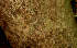  ( - BioBot01245)  @11 [ ] CreativeCommons - Attribution Non-Commercial Share-Alike (2010) Daniel H. Janzen Guanacaste Dry Forest Conservation Fund