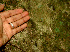  ( - BioBot01245)  @11 [ ] CreativeCommons - Attribution Non-Commercial Share-Alike (2010) Daniel H. Janzen Guanacaste Dry Forest Conservation Fund