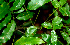  ( - BioBot01245)  @11 [ ] CreativeCommons - Attribution Non-Commercial Share-Alike (2010) Daniel H. Janzen Guanacaste Dry Forest Conservation Fund