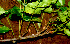  ( - BioBot01245)  @11 [ ] CreativeCommons - Attribution Non-Commercial Share-Alike (2010) Daniel H. Janzen Guanacaste Dry Forest Conservation Fund