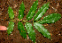  ( - BioBot01245)  @11 [ ] CreativeCommons - Attribution Non-Commercial Share-Alike (2010) Daniel H. Janzen Guanacaste Dry Forest Conservation Fund