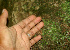  ( - BioBot01246)  @11 [ ] CreativeCommons - Attribution Non-Commercial Share-Alike (2010) Daniel H. Janzen Guanacaste Dry Forest Conservation Fund