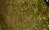  ( - BioBot01247)  @11 [ ] CreativeCommons - Attribution Non-Commercial Share-Alike (2010) Daniel H. Janzen Guanacaste Dry Forest Conservation Fund