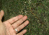  ( - BioBot01247)  @11 [ ] CreativeCommons - Attribution Non-Commercial Share-Alike (2010) Daniel H. Janzen Guanacaste Dry Forest Conservation Fund