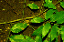  ( - BioBot01247)  @11 [ ] CreativeCommons - Attribution Non-Commercial Share-Alike (2010) Daniel H. Janzen Guanacaste Dry Forest Conservation Fund