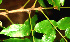  (Andira - BioBot01247)  @12 [ ] CreativeCommons - Attribution Non-Commercial Share-Alike (2010) Daniel H. Janzen Guanacaste Dry Forest Conservation Fund