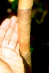  ( - BioBot01248)  @11 [ ] CreativeCommons - Attribution Non-Commercial Share-Alike (2010) Daniel H. Janzen Guanacaste Dry Forest Conservation Fund