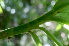 ( - BioBot01248)  @11 [ ] CreativeCommons - Attribution Non-Commercial Share-Alike (2010) Daniel H. Janzen Guanacaste Dry Forest Conservation Fund
