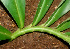  ( - BioBot01248)  @11 [ ] CreativeCommons - Attribution Non-Commercial Share-Alike (2010) Daniel H. Janzen Guanacaste Dry Forest Conservation Fund