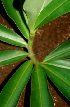  ( - BioBot01248)  @11 [ ] CreativeCommons - Attribution Non-Commercial Share-Alike (2010) Daniel H. Janzen Guanacaste Dry Forest Conservation Fund