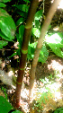  ( - BioBot01249)  @11 [ ] CreativeCommons - Attribution Non-Commercial Share-Alike (2010) Daniel H. Janzen Guanacaste Dry Forest Conservation Fund