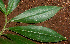  ( - BioBot01249)  @11 [ ] CreativeCommons - Attribution Non-Commercial Share-Alike (2010) Daniel H. Janzen Guanacaste Dry Forest Conservation Fund