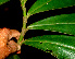  ( - BioBot01249)  @11 [ ] CreativeCommons - Attribution Non-Commercial Share-Alike (2010) Daniel H. Janzen Guanacaste Dry Forest Conservation Fund