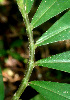  ( - BioBot01250)  @11 [ ] CreativeCommons - Attribution Non-Commercial Share-Alike (2010) Daniel H. Janzen Guanacaste Dry Forest Conservation Fund