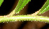  ( - BioBot01250)  @11 [ ] CreativeCommons - Attribution Non-Commercial Share-Alike (2010) Daniel H. Janzen Guanacaste Dry Forest Conservation Fund