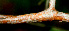  ( - BioBot01251)  @11 [ ] CreativeCommons - Attribution Non-Commercial Share-Alike (2010) Daniel H. Janzen Guanacaste Dry Forest Conservation Fund