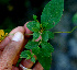  ( - BioBot01254)  @11 [ ] CreativeCommons - Attribution Non-Commercial Share-Alike (2010) Daniel H. Janzen Guanacaste Dry Forest Conservation Fund