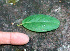  ( - BioBot01254)  @11 [ ] CreativeCommons - Attribution Non-Commercial Share-Alike (2010) Daniel H. Janzen Guanacaste Dry Forest Conservation Fund
