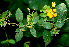  ( - BioBot01255)  @11 [ ] CreativeCommons - Attribution Non-Commercial Share-Alike (2010) Daniel H. Janzen Guanacaste Dry Forest Conservation Fund