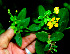  ( - BioBot01255)  @11 [ ] CreativeCommons - Attribution Non-Commercial Share-Alike (2010) Daniel H. Janzen Guanacaste Dry Forest Conservation Fund