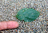  ( - BioBot01255)  @11 [ ] CreativeCommons - Attribution Non-Commercial Share-Alike (2010) Daniel H. Janzen Guanacaste Dry Forest Conservation Fund