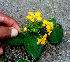  ( - BioBot01255)  @11 [ ] CreativeCommons - Attribution Non-Commercial Share-Alike (2010) Daniel H. Janzen Guanacaste Dry Forest Conservation Fund