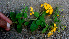  ( - BioBot01256)  @11 [ ] CreativeCommons - Attribution Non-Commercial Share-Alike (2010) Daniel H. Janzen Guanacaste Dry Forest Conservation Fund