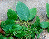  ( - BioBot01256)  @11 [ ] CreativeCommons - Attribution Non-Commercial Share-Alike (2010) Daniel H. Janzen Guanacaste Dry Forest Conservation Fund