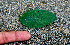  ( - BioBot01256)  @11 [ ] CreativeCommons - Attribution Non-Commercial Share-Alike (2010) Daniel H. Janzen Guanacaste Dry Forest Conservation Fund