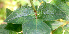  ( - BioBot01257)  @11 [ ] CreativeCommons - Attribution Non-Commercial Share-Alike (2010) Daniel H. Janzen Guanacaste Dry Forest Conservation Fund