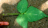  ( - BioBot01257)  @11 [ ] CreativeCommons - Attribution Non-Commercial Share-Alike (2010) Daniel H. Janzen Guanacaste Dry Forest Conservation Fund