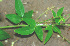  ( - BioBot01257)  @11 [ ] CreativeCommons - Attribution Non-Commercial Share-Alike (2010) Daniel H. Janzen Guanacaste Dry Forest Conservation Fund