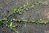  ( - BioBot01257)  @11 [ ] CreativeCommons - Attribution Non-Commercial Share-Alike (2010) Daniel H. Janzen Guanacaste Dry Forest Conservation Fund