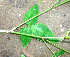  (Desmodium distortum - BioBot01257)  @11 [ ] CreativeCommons - Attribution Non-Commercial Share-Alike (2010) Daniel H. Janzen Guanacaste Dry Forest Conservation Fund