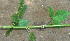  ( - BioBot01258)  @11 [ ] CreativeCommons - Attribution Non-Commercial Share-Alike (2010) Daniel H. Janzen Guanacaste Dry Forest Conservation Fund