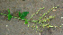 ( - BioBot01258)  @11 [ ] CreativeCommons - Attribution Non-Commercial Share-Alike (2010) Daniel H. Janzen Guanacaste Dry Forest Conservation Fund