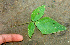  ( - BioBot01259)  @11 [ ] CreativeCommons - Attribution Non-Commercial Share-Alike (2010) Daniel H. Janzen Guanacaste Dry Forest Conservation Fund