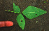  ( - BioBot01259)  @11 [ ] CreativeCommons - Attribution Non-Commercial Share-Alike (2010) Daniel H. Janzen Guanacaste Dry Forest Conservation Fund