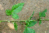  ( - BioBot01259)  @11 [ ] CreativeCommons - Attribution Non-Commercial Share-Alike (2010) Daniel H. Janzen Guanacaste Dry Forest Conservation Fund