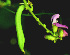  ( - BioBot01260)  @11 [ ] CreativeCommons - Attribution Non-Commercial Share-Alike (2010) Daniel H. Janzen Guanacaste Dry Forest Conservation Fund