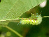  ( - BioBot01260)  @11 [ ] CreativeCommons - Attribution Non-Commercial Share-Alike (2010) Daniel H. Janzen Guanacaste Dry Forest Conservation Fund