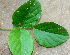  ( - BioBot01260)  @11 [ ] CreativeCommons - Attribution Non-Commercial Share-Alike (2010) Daniel H. Janzen Guanacaste Dry Forest Conservation Fund