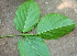  ( - BioBot01260)  @11 [ ] CreativeCommons - Attribution Non-Commercial Share-Alike (2010) Daniel H. Janzen Guanacaste Dry Forest Conservation Fund